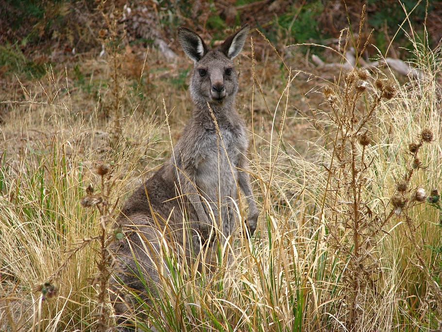 Kangaroo, Australia, Animals, animal wildlife, animals in the wild HD wallpaper