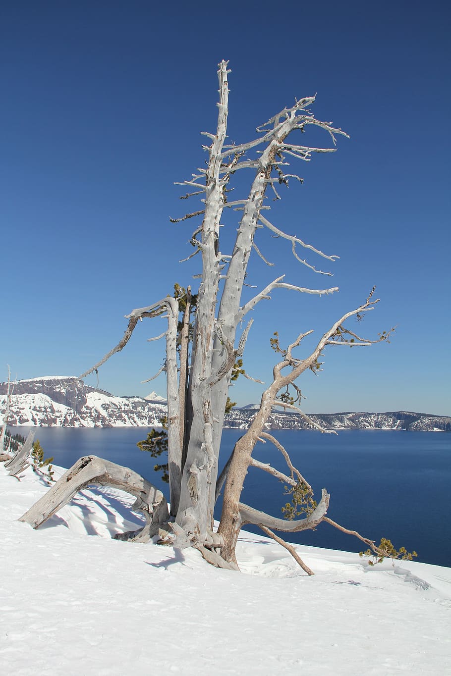 snow, tree, crater, lake, winter, nature, cold, ice, season HD wallpaper
