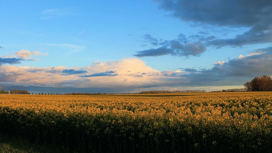 Landscape, Nature, Fields, Oilseed Rape, field of rapeseeds HD wallpaper