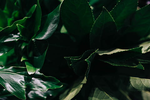 Close-ups of green plant leaves, nature, leaf, backgrounds, green Color HD wallpaper