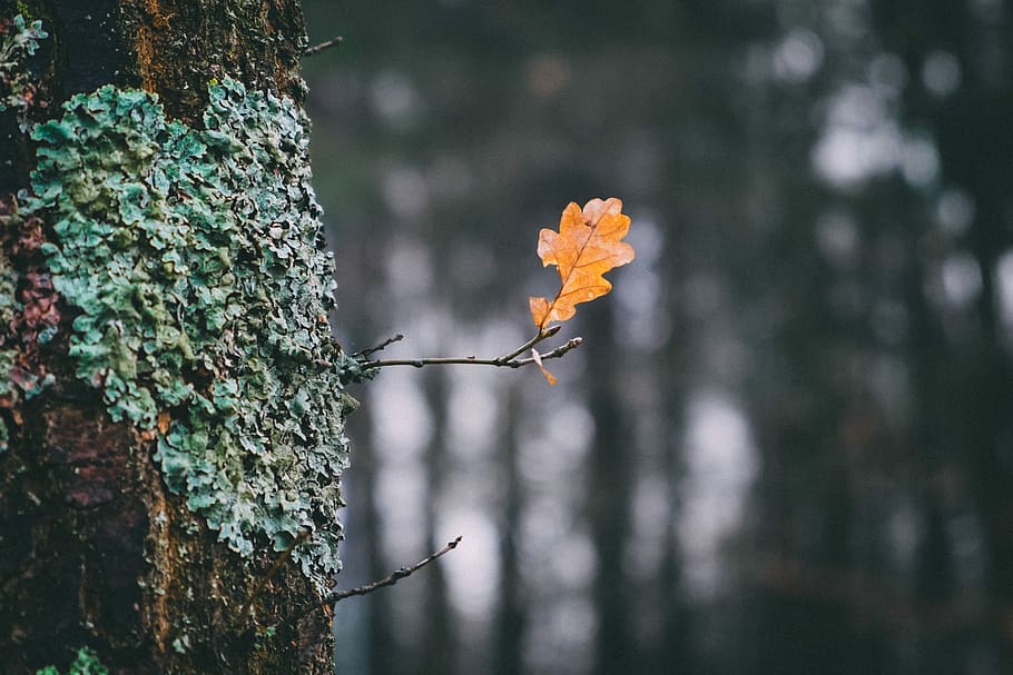 selective focus photography of withered leaf, selective focus photography of leaf HD wallpaper