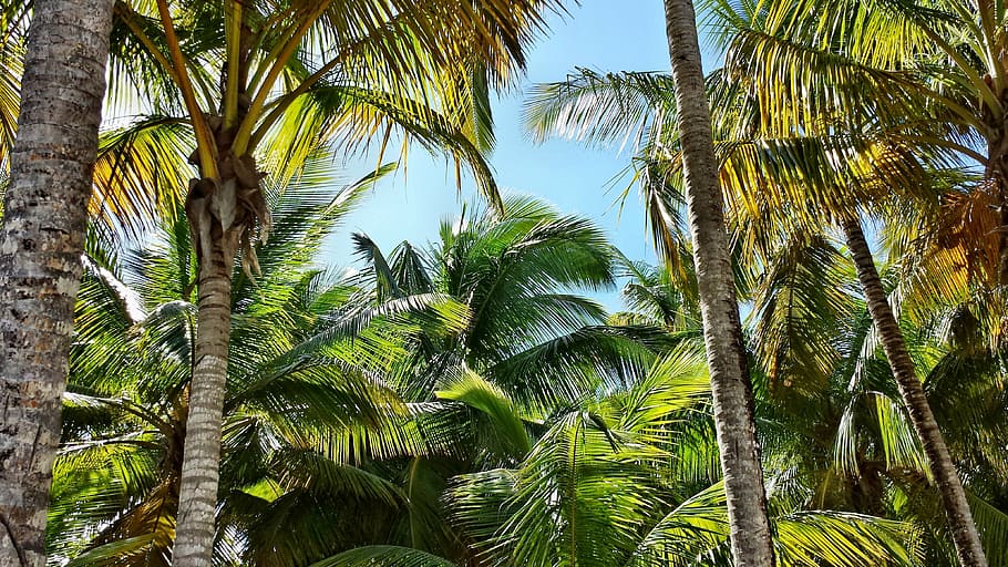 palma, palme, coconuts, tree, plant, palm tree, growth, tropical climate HD wallpaper