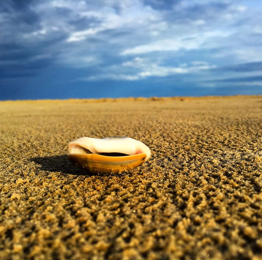 Beach, Shells, Brazil, Sand, Beira Mar, sol, blue sea, nature HD wallpaper