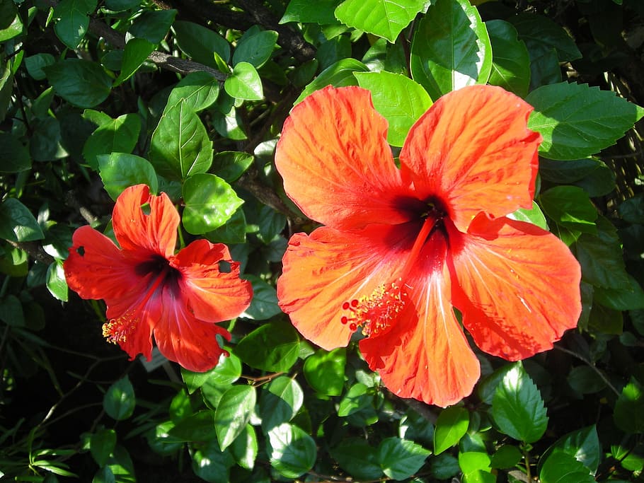 flower, flora, nature, flowering plant, freshness, fragility HD wallpaper