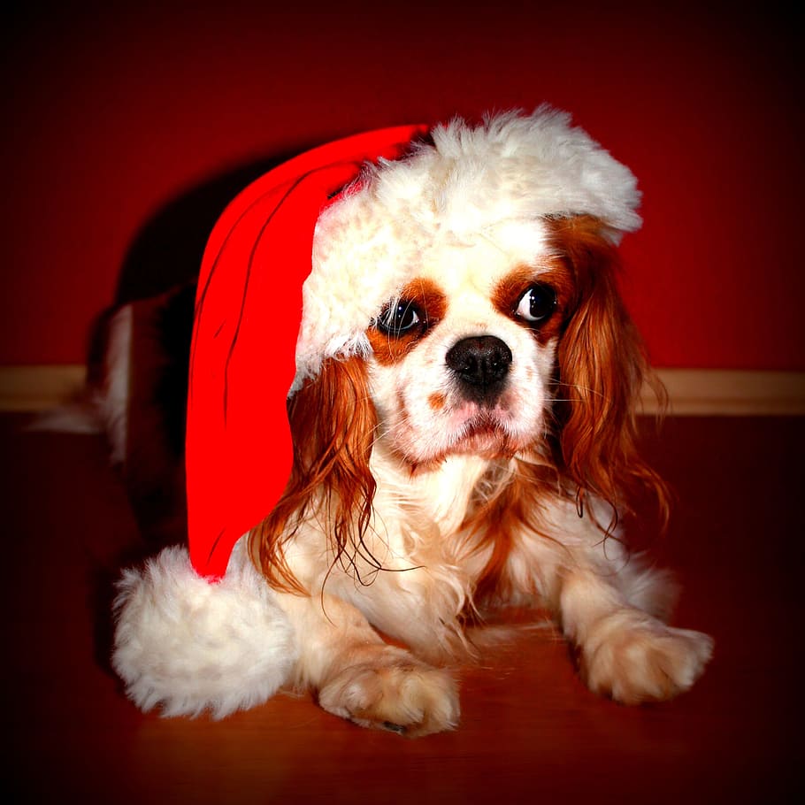 brown and white Cavalier King Charles spaniel with red christmas hat, HD wallpaper