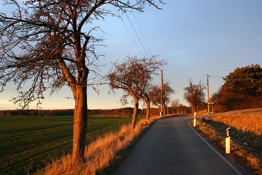 road, tree, field, landscape, trees, away, nature, asphalt HD wallpaper