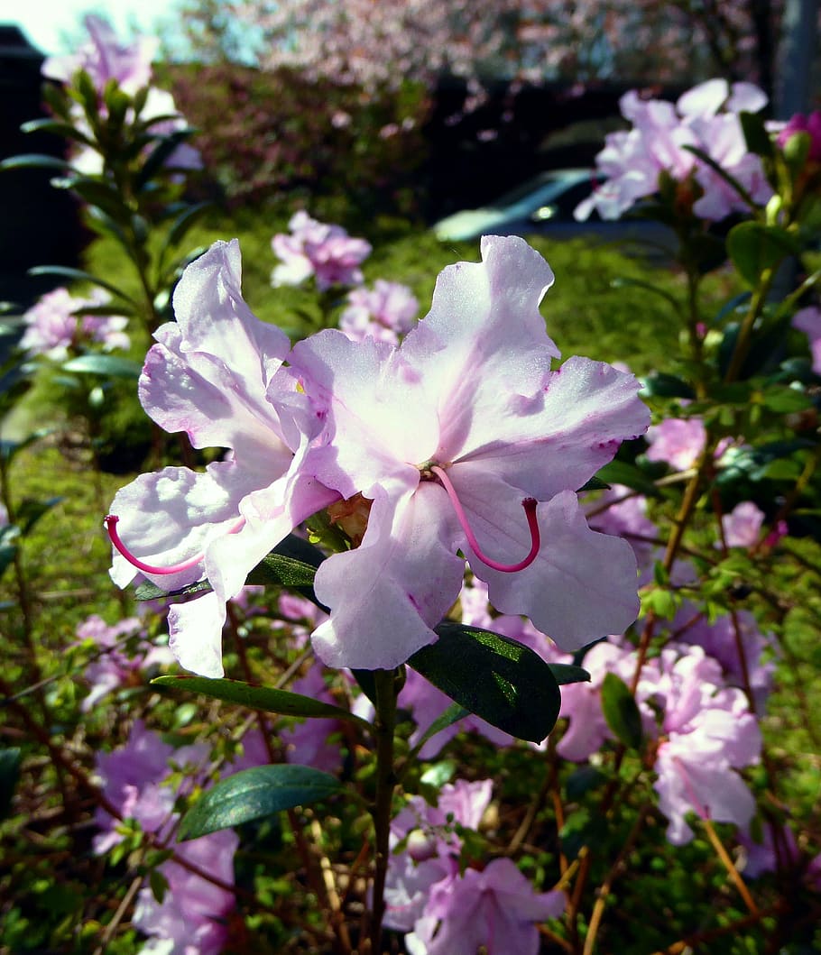 rhododendron bloomed, pink, spring, close, nature, flower, plant HD wallpaper