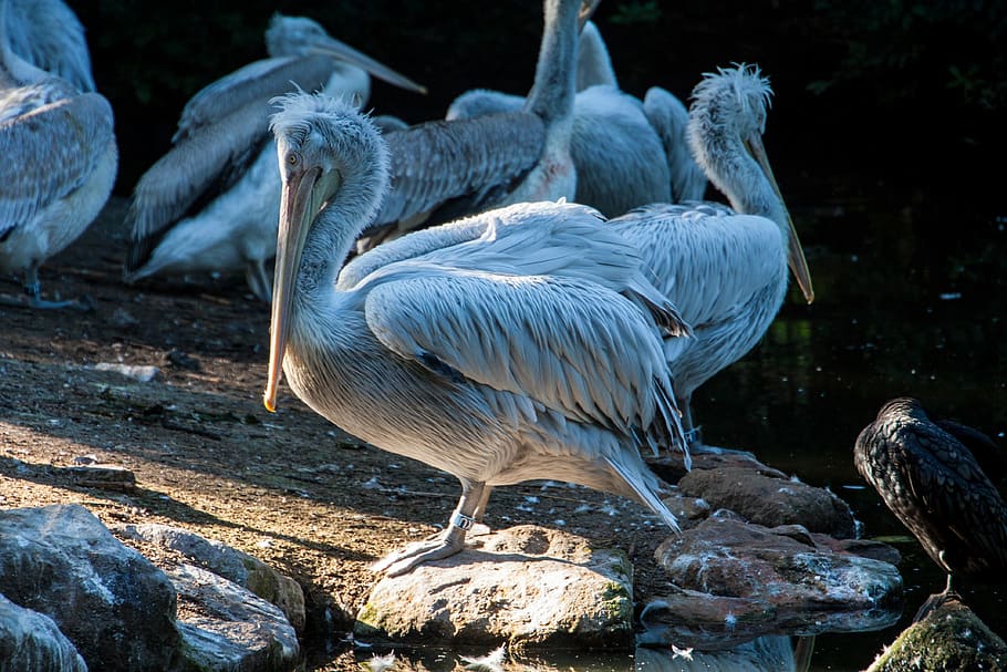 flock of white herons, flock of stork on ground, bird, sunlight HD wallpaper