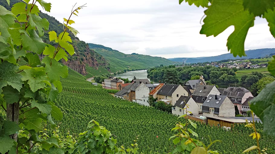 Ürzig, Mosel, Sachsen, Germany, Wine, ürzig, vineyards, landscape, HD wallpaper