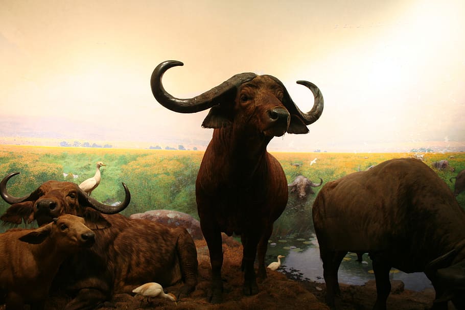 bull, zoo, animal themes, mammal, domestic animals, vertebrate HD wallpaper