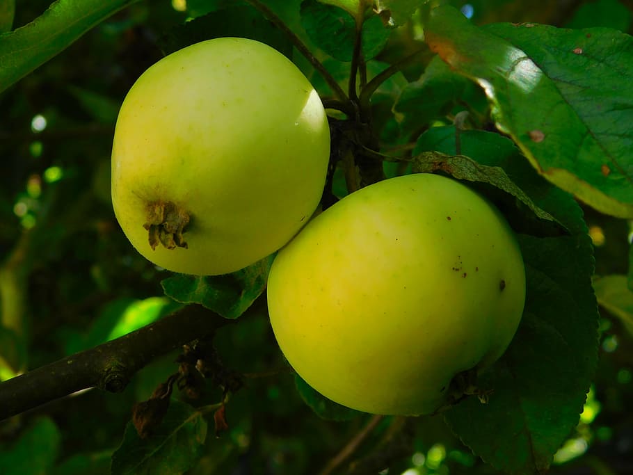apple, apples on tree, fruit, vitamins, fruits, healthy, green HD wallpaper
