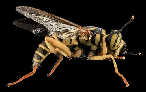 close up photo of yellow jacket, Hover Fly, Macro, Mounted HD wallpaper