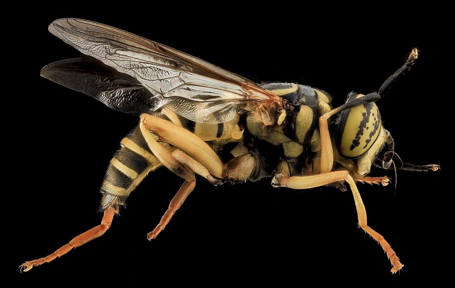 close up photo of yellow jacket, Hover Fly, Macro, Mounted HD wallpaper