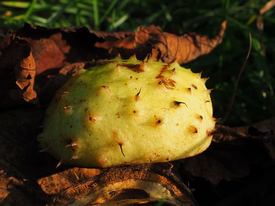 chestnut, shell, fruit, autumn fruit, prickly, sleeve, white HD wallpaper