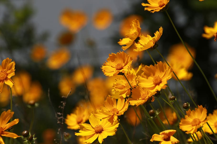 flowers, nature, plants, spring, yellow, flowering plant, beauty in nature HD wallpaper
