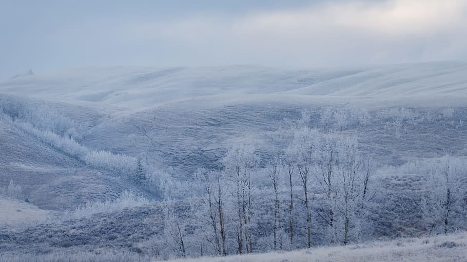 winter, snow, nature, cold, frost, icy, frozen, weather, fog HD wallpaper