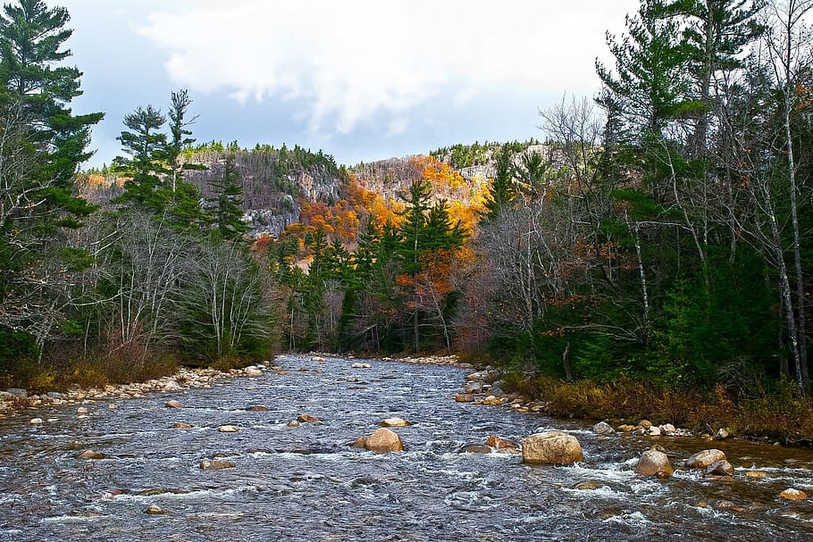 peaceful, fall, river, tree, plant, nature, rock, beauty in nature HD wallpaper