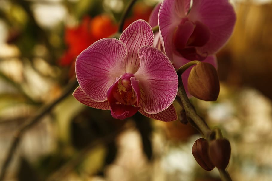 orchid, phalanopsis, flower, plant, flowering plant, freshness HD wallpaper