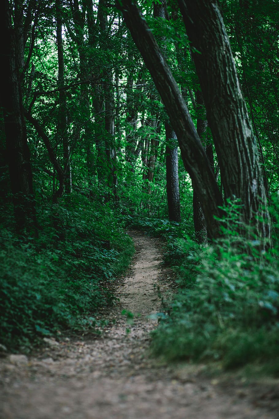 pathway of trees during daytime, hiking, forest, trail, greenery HD wallpaper