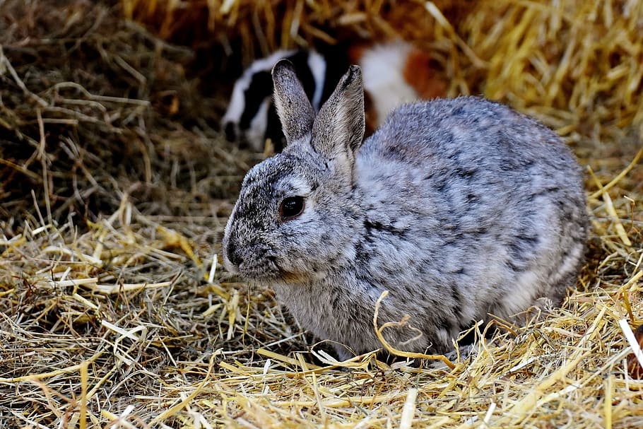 selective focus photography of gray rabbit, nager, cute, hare HD wallpaper