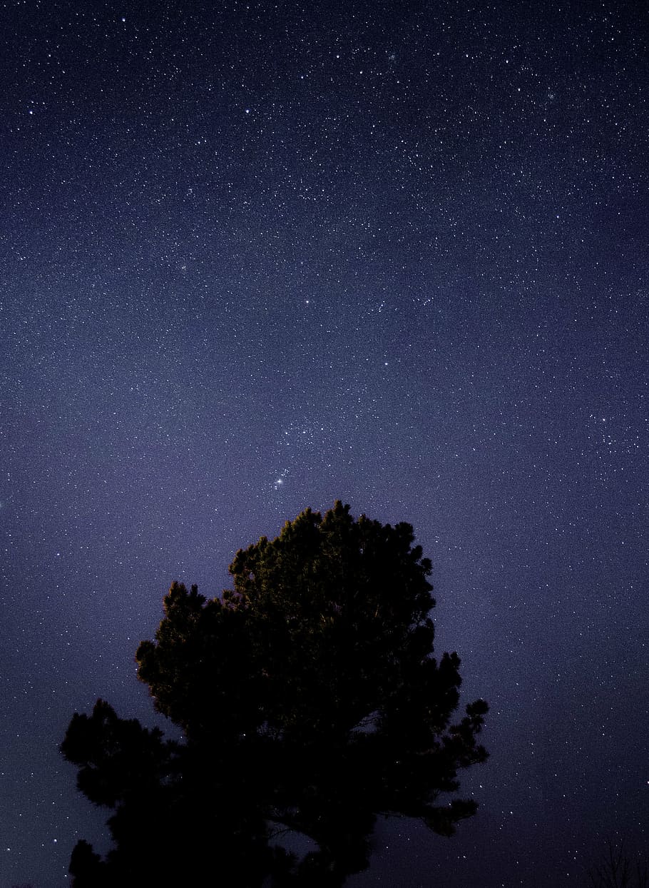 constellation, night, silhouette, sky, stars, tree, star - Space HD wallpaper