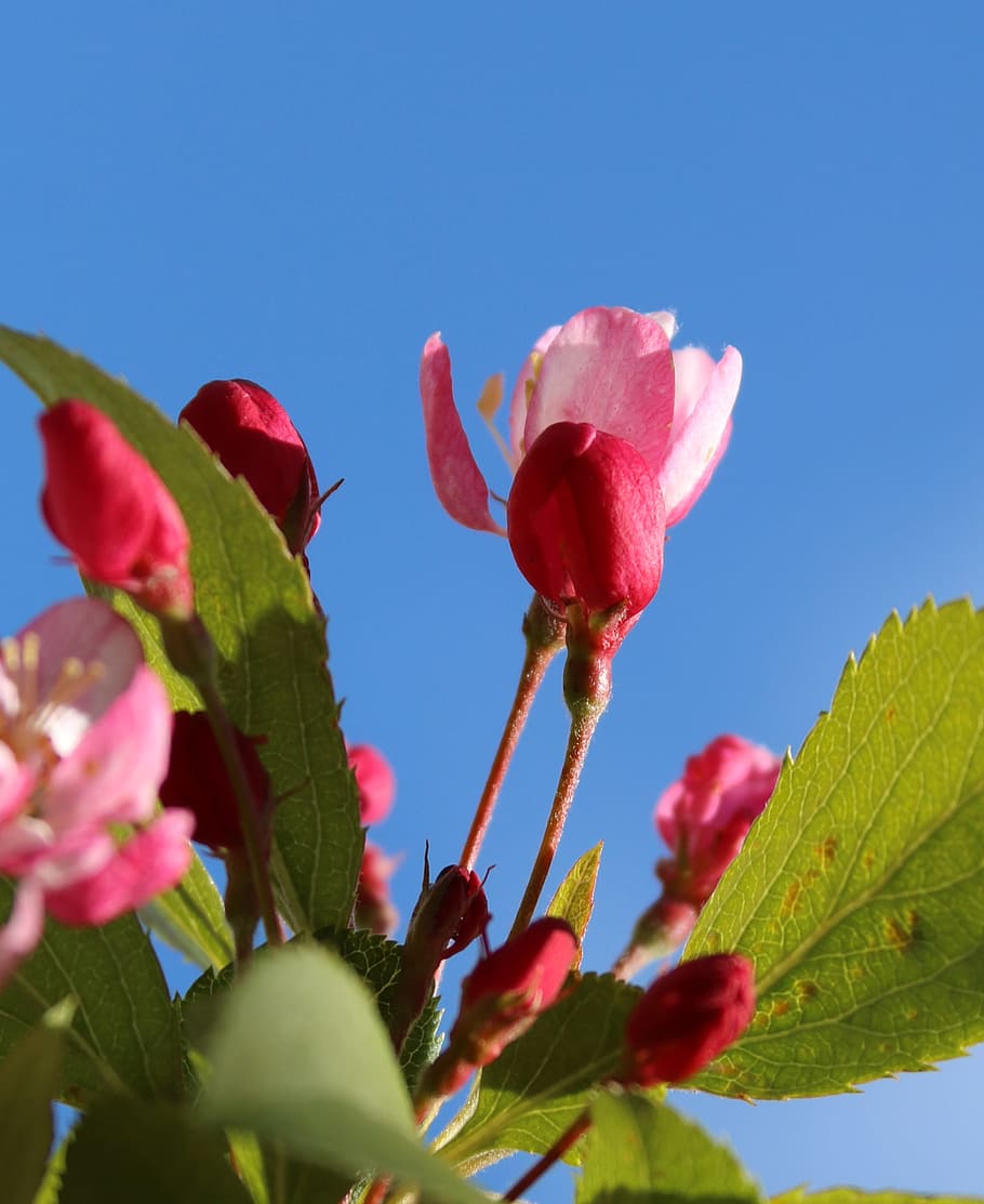 Blossom, White, Spring, Cherry, pink, cherry blossom, flower HD wallpaper