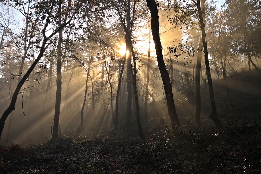 Tree, Sun, Leaves, Landscape, trees, autumn, mountain, nature HD wallpaper