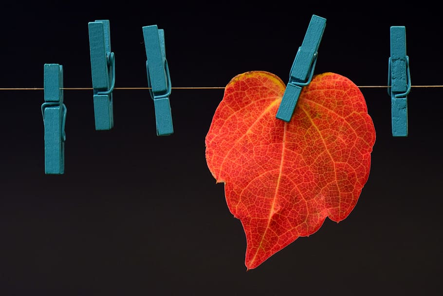 red maple leaf with clothes clip, autumn, fall foliage, leaves HD wallpaper