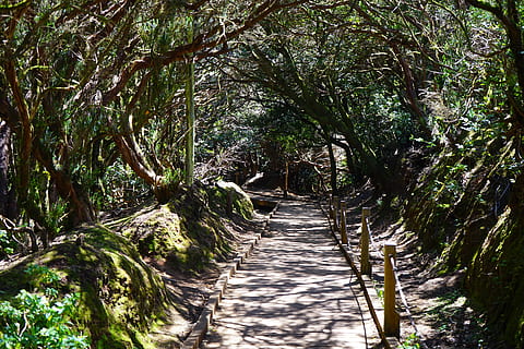 pathway surrounded with trees, trail, away, tenerife, anaga landschaftspark HD wallpaper