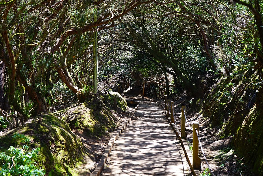 pathway surrounded with trees, trail, away, tenerife, anaga landschaftspark HD wallpaper