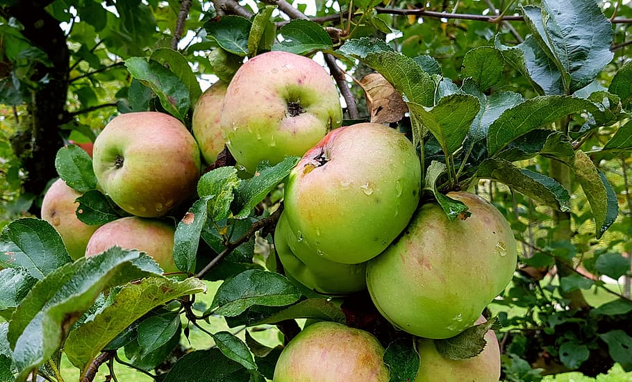 apple, apple tree, fruit, pome fruit, healthy, nature, plant HD wallpaper
