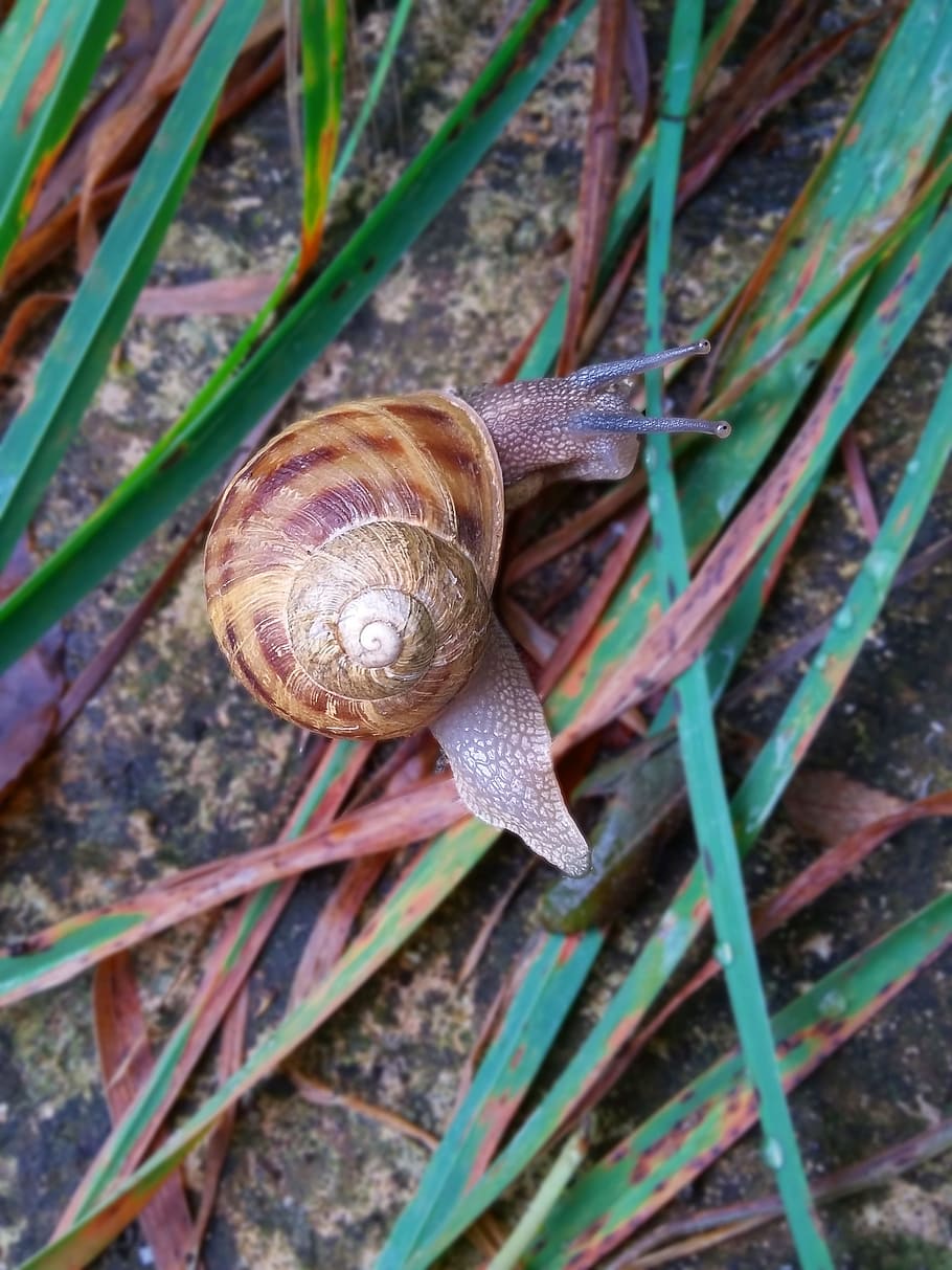 snails, grass, landscape, mollusk, gastropod, animal themes HD wallpaper