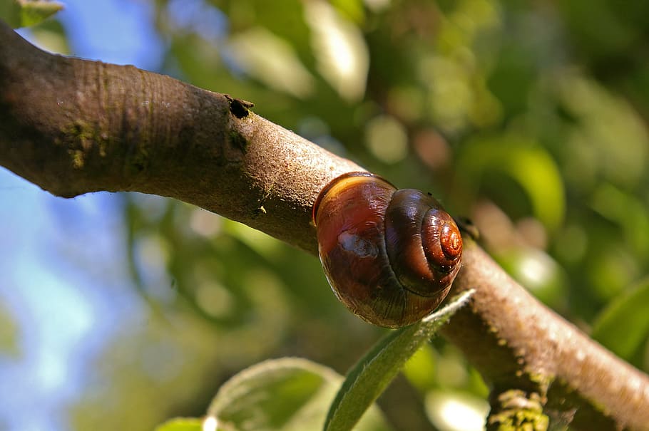 shell, nature, snail, wood, close, animal, sunbeam, rest, branch HD wallpaper
