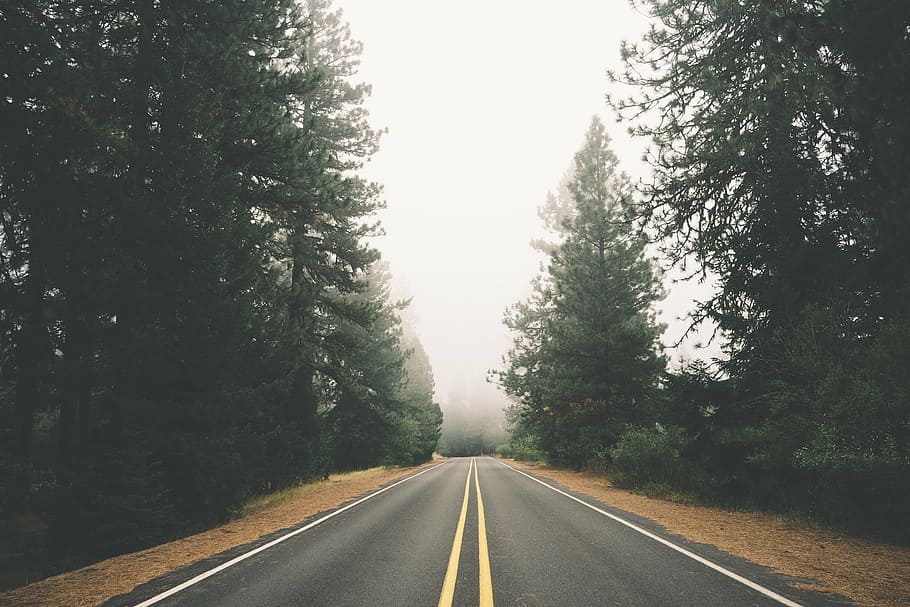 photo of black asphalt road between pine trees, photography HD wallpaper