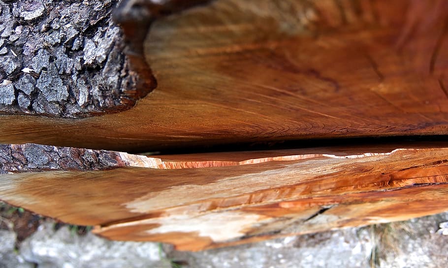 log, saw cut, tree cases, wood work, tree felling, annual rings, HD wallpaper