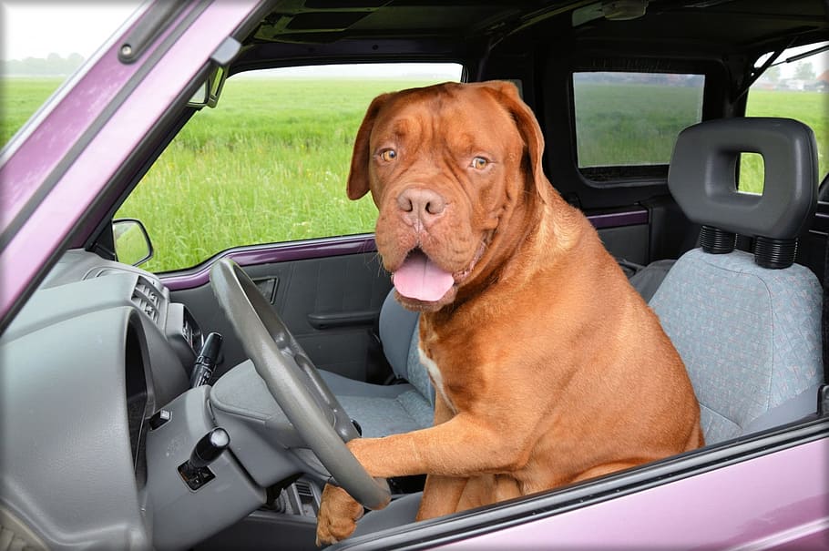 dog on car driver seat, dogue de bordeaux, pet, driving, steering, HD wallpaper
