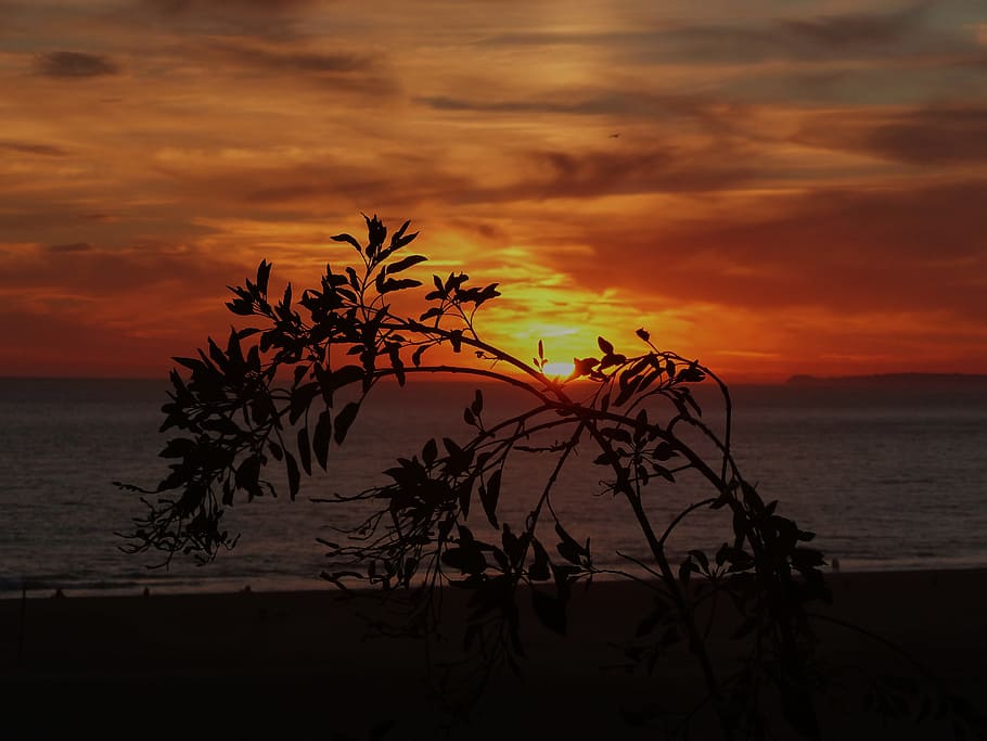 sunset, evening, dusk, waters, tree, coast, sky, beach, dawn HD wallpaper