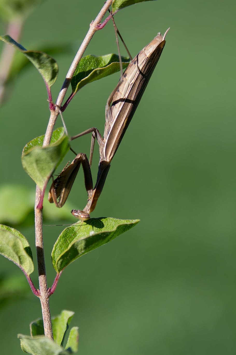 praying mantis, insect, bugs, predator, nature, green, animal HD wallpaper