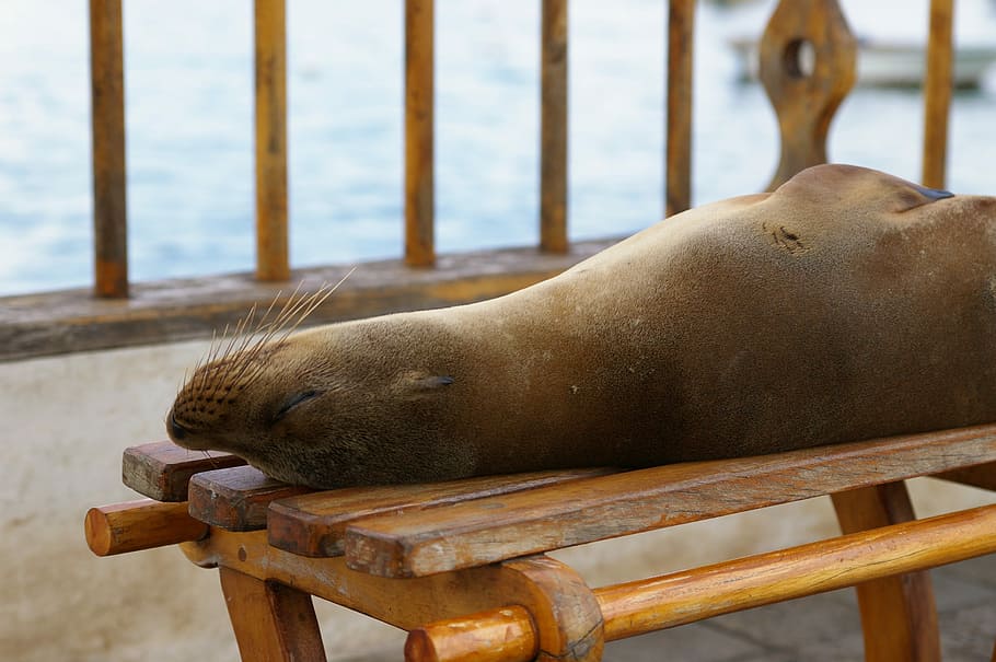 nature, seal pelts, galapagos island, animal world, waters, HD wallpaper