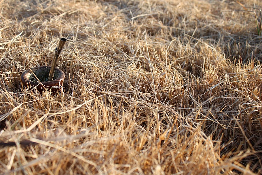 matt, grass, field, bulb, nature, agriculture, plant, day, land HD wallpaper