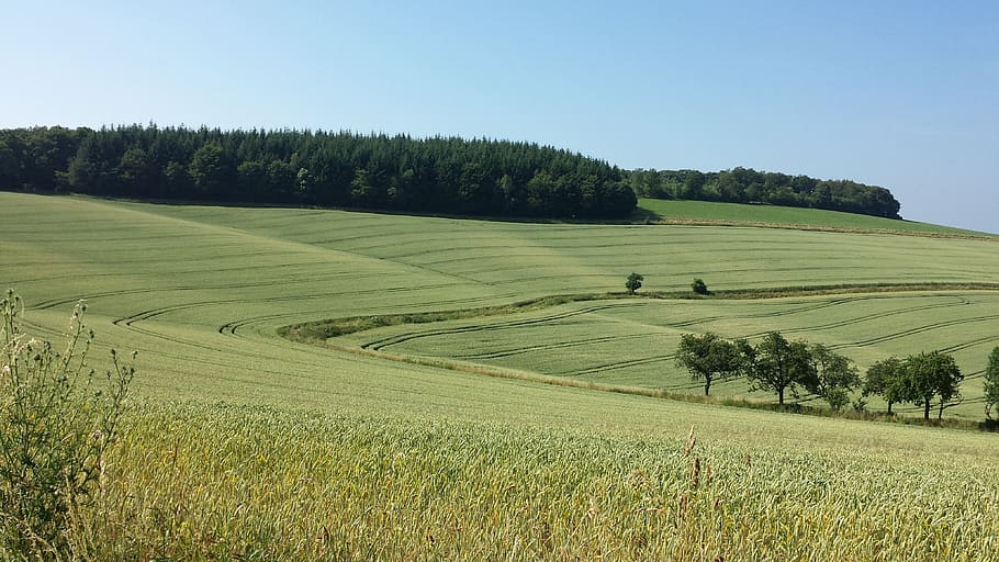 Landscape, Fields, Wavy, Nature, green, agriculture, rural scene HD wallpaper