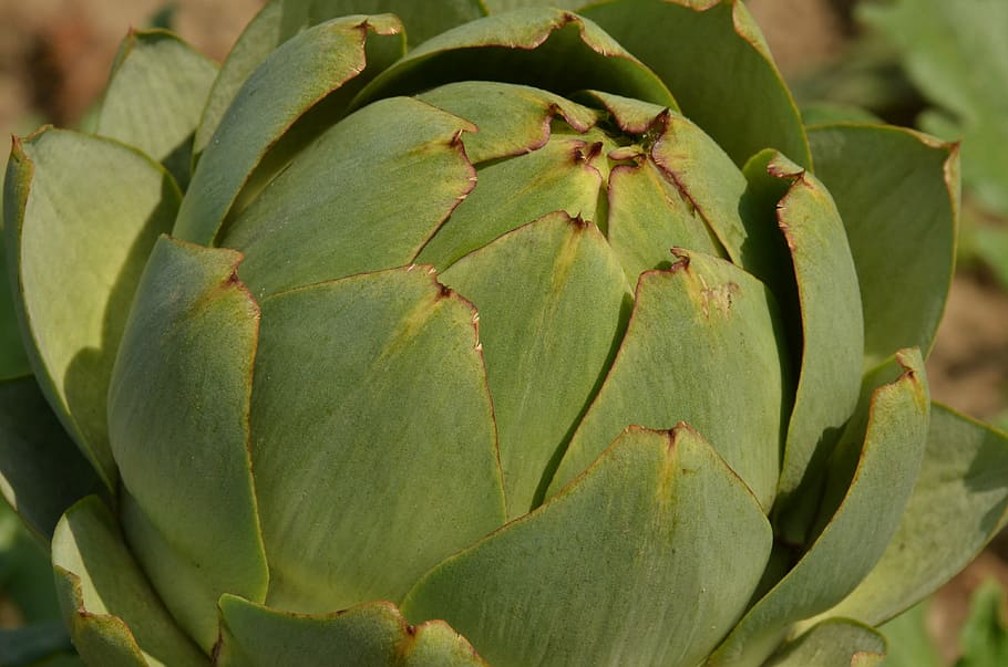 artichoke, vegetable, sheet, petal, agricultural, remodeling HD wallpaper
