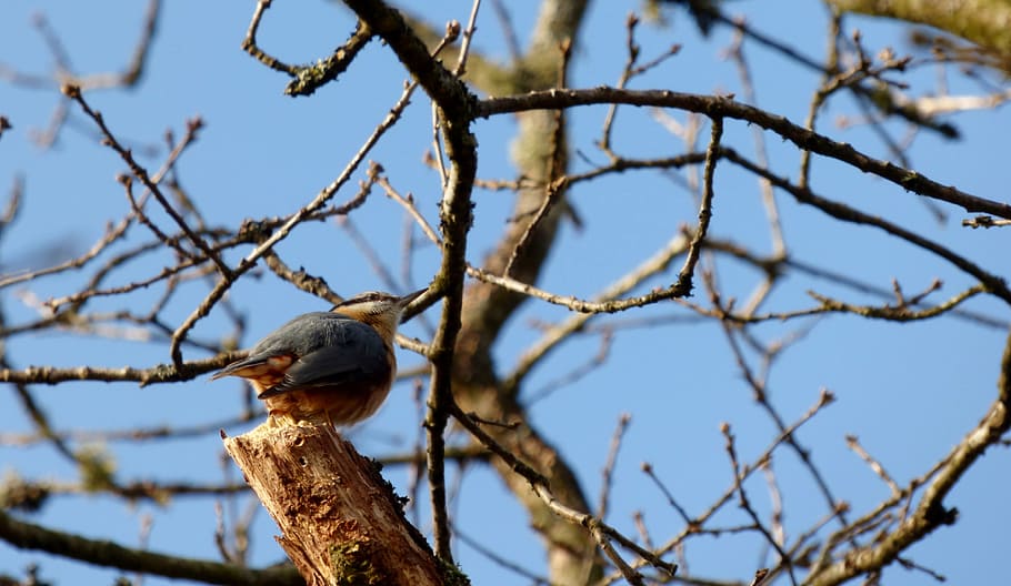nuthatch, bird, tree, branches, nature, blue, air, garden, february HD wallpaper