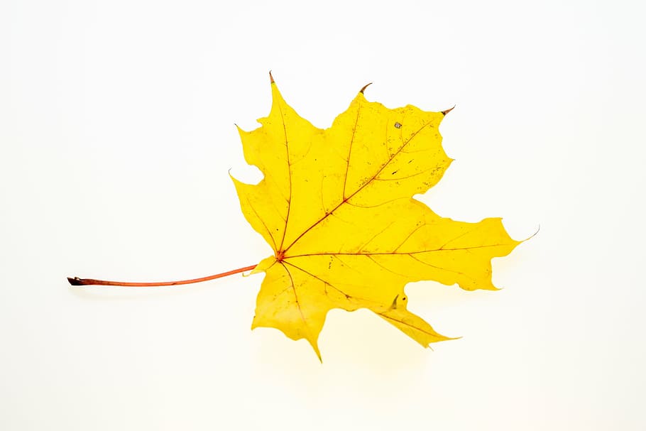 autumn, leaves, leaf, fall foliage, colors of autumn, leaves in the autumn HD wallpaper