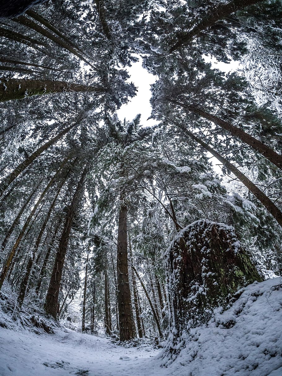 winter, forest, path, tall pine, snowy, low angle, fish eye lens HD wallpaper