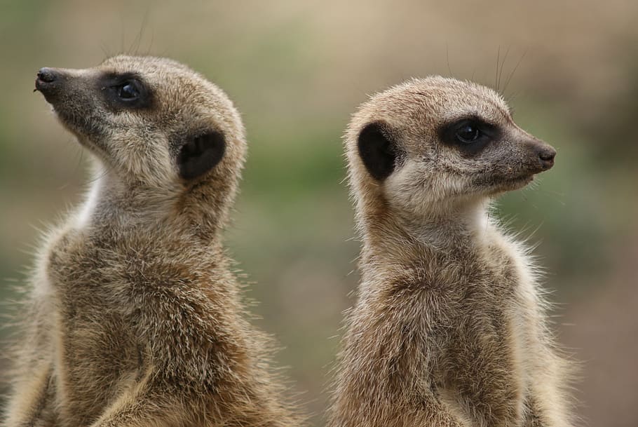 two brown meerkats, disagree, otherwise, deleted, animal wildlife HD wallpaper