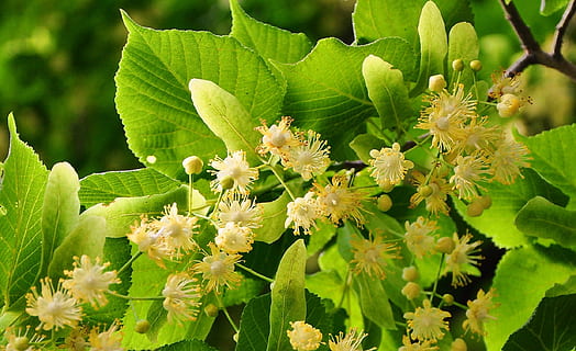 white tree blossoms in close-up photography, linden tree, small-leaved HD wallpaper