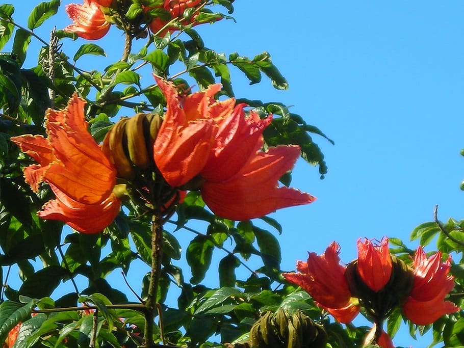african, tulip tree, flowers, orange red, bright, madeira, close HD wallpaper