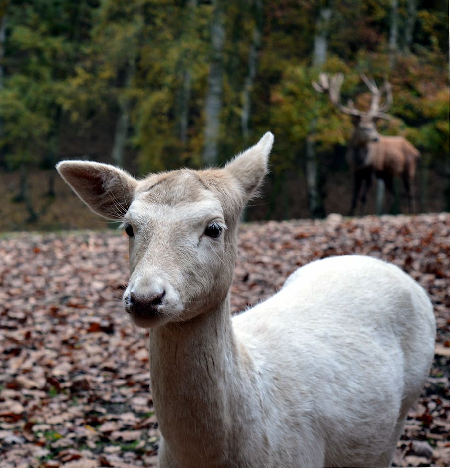 roe deer, wild, scheu, close, nature, forest, female, fallow deer, HD wallpaper
