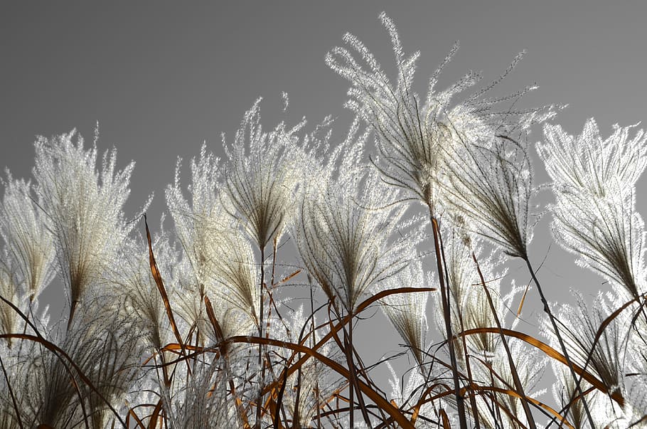 grass, gray, tall, wispy, horizontal, nature, growth, winter HD wallpaper